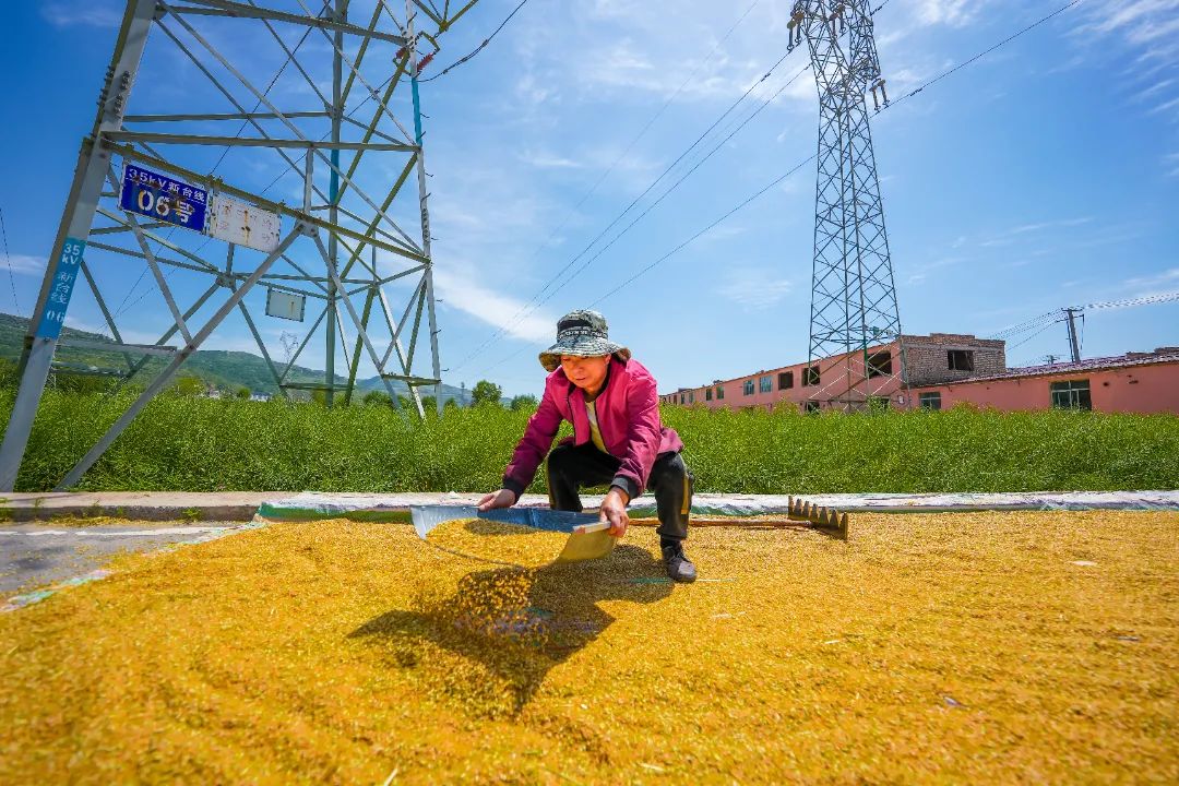 西寧麥田4.jpg