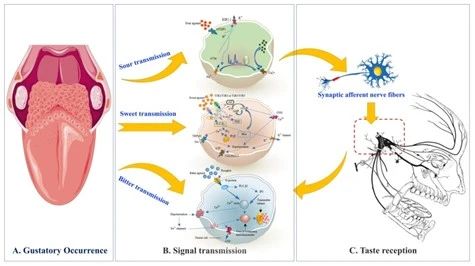圖1 酸味、苦味及甜味信號(hào)傳輸和接收生理學(xué)過(guò)程.jpg