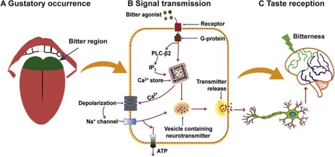圖3 苦味的信號(hào)傳導(dǎo)及接收生理學(xué)過(guò)程[5].jpg