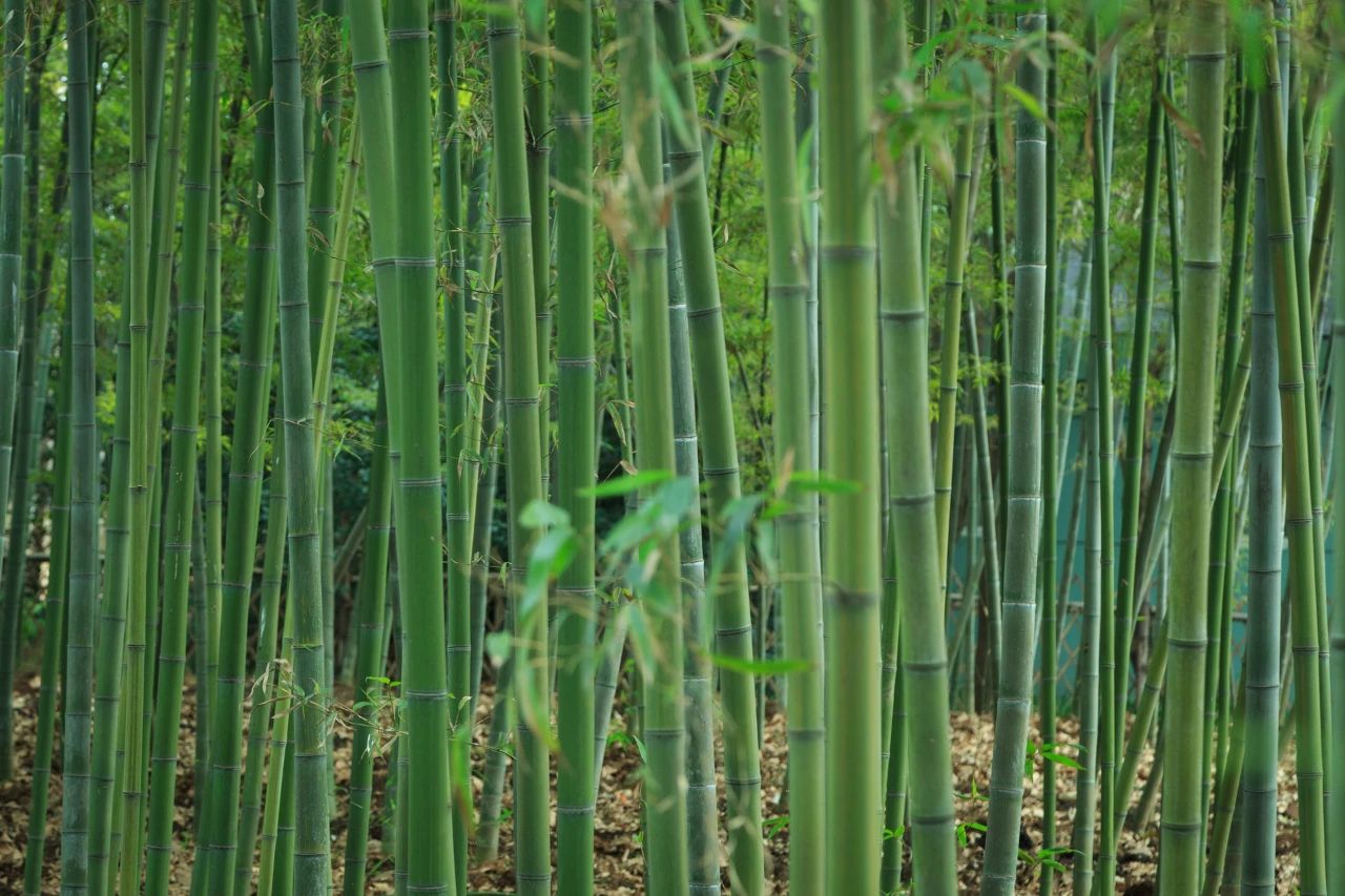 夏風(fēng)中，有“獨(dú)屬于夏日”的生氣3.jpg