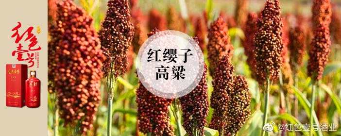 紅色壹號酒生產(chǎn)為什么要用整顆高粱(圖2)